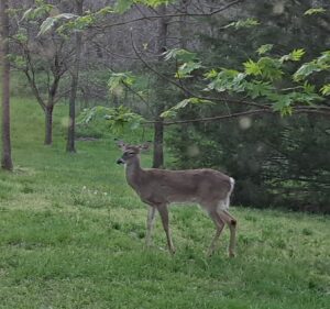 Nature's Lessons from the Great Comforter