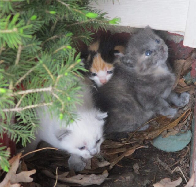 Preparing for Winter